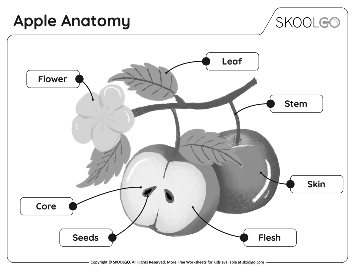 Apple Anatomy Free Worksheet SKOOLGO Apple Anatomy Free Worksheet SKOOLGO