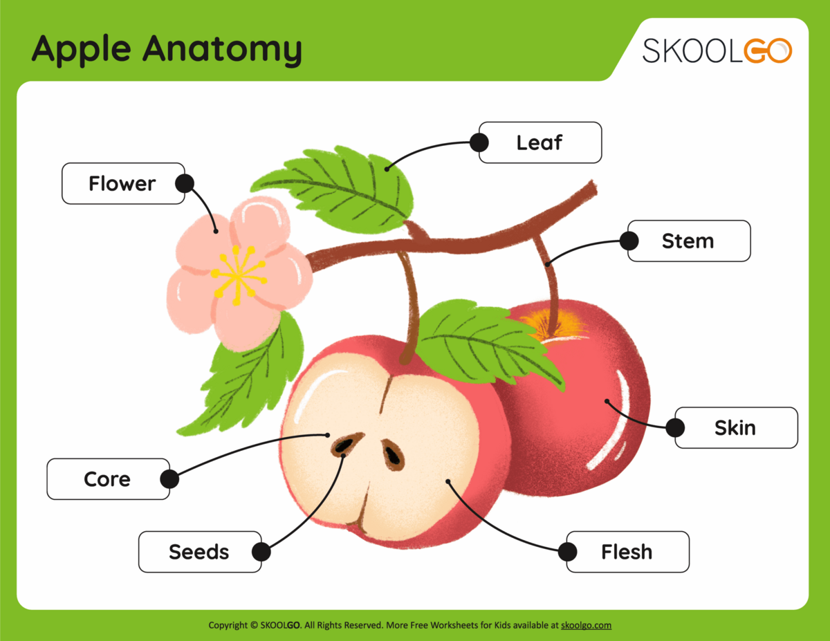 Apple Anatomy Free Worksheet SKOOLGO Apple Anatomy Free Worksheet SKOOLGO