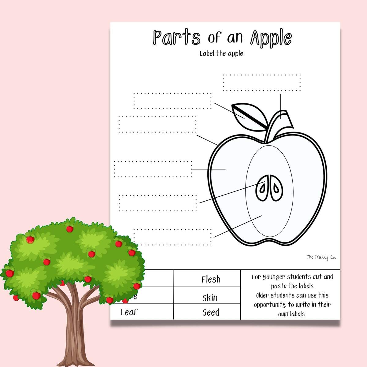 Apple Life Cycle Parts Of An Apple Kindergarten Curriculum Fall Activity For Kids Preschool Learning Printable Homeschool Worksheets Etsy Apple Life Cycle Parts Of An Apple Kindergarten Curriculum Fall Activity For Kids Preschool Learning Printable Homeschool Worksheets Etsy