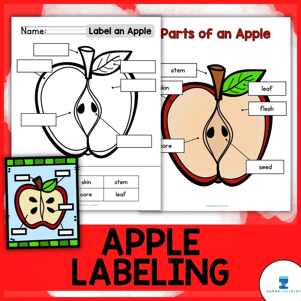 Apple Science Label Parts Of An Apple Diagram Apple Core Or Apple Half Etsy Apple Science Label Parts Of An Apple Diagram Apple Core Or Apple Half Etsy