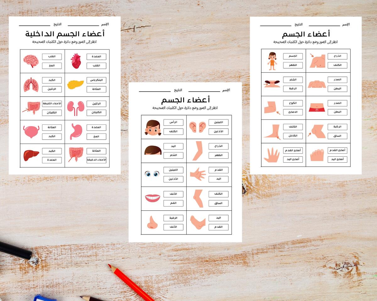 Arabic Human Anatomy For Kids Body Parts In Arabic Organs In Arabic Body Parts Posters Arabic Anatomy Worksheets Arabic Montessori Etsy
