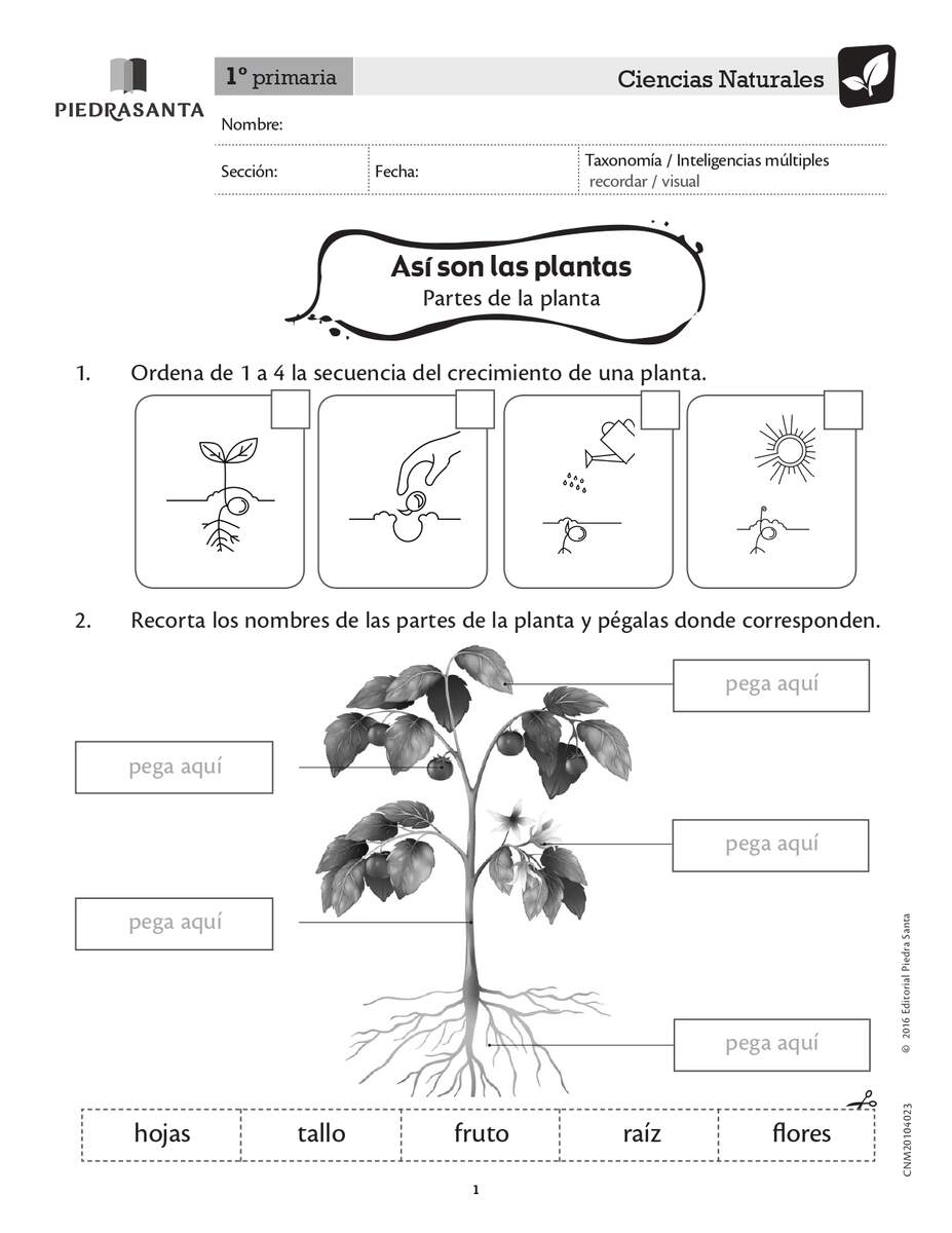 Las Mejores 88 Ideas De Partes De La Planta En 2025 Partes De La Planta Ciclos De Vida De Las Plantas Ciclo De La Planta