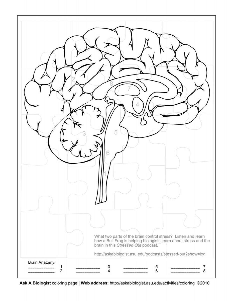 Human Brain Parts Labeling Worksheet Anatomy Of The Brain Parts Of The Human Brain Worksheets Instant Download Printable PDF Etsy