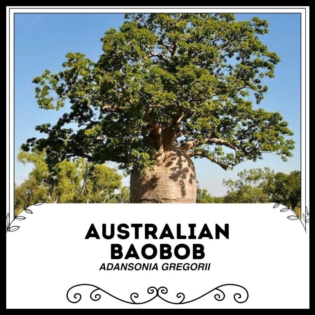 Australian Baobob Adansonia Gregorii Rare Plant Seeds Boab Red Green Bottle Tree Upside Down Tree Monkey Bread Tree Ghost Gum Etsy Australian Baobob Adansonia Gregorii Rare Plant Seeds Boab Red Green Bottle Tree Upside Down Tree Monkey Bread Tree Ghost Gum Etsy