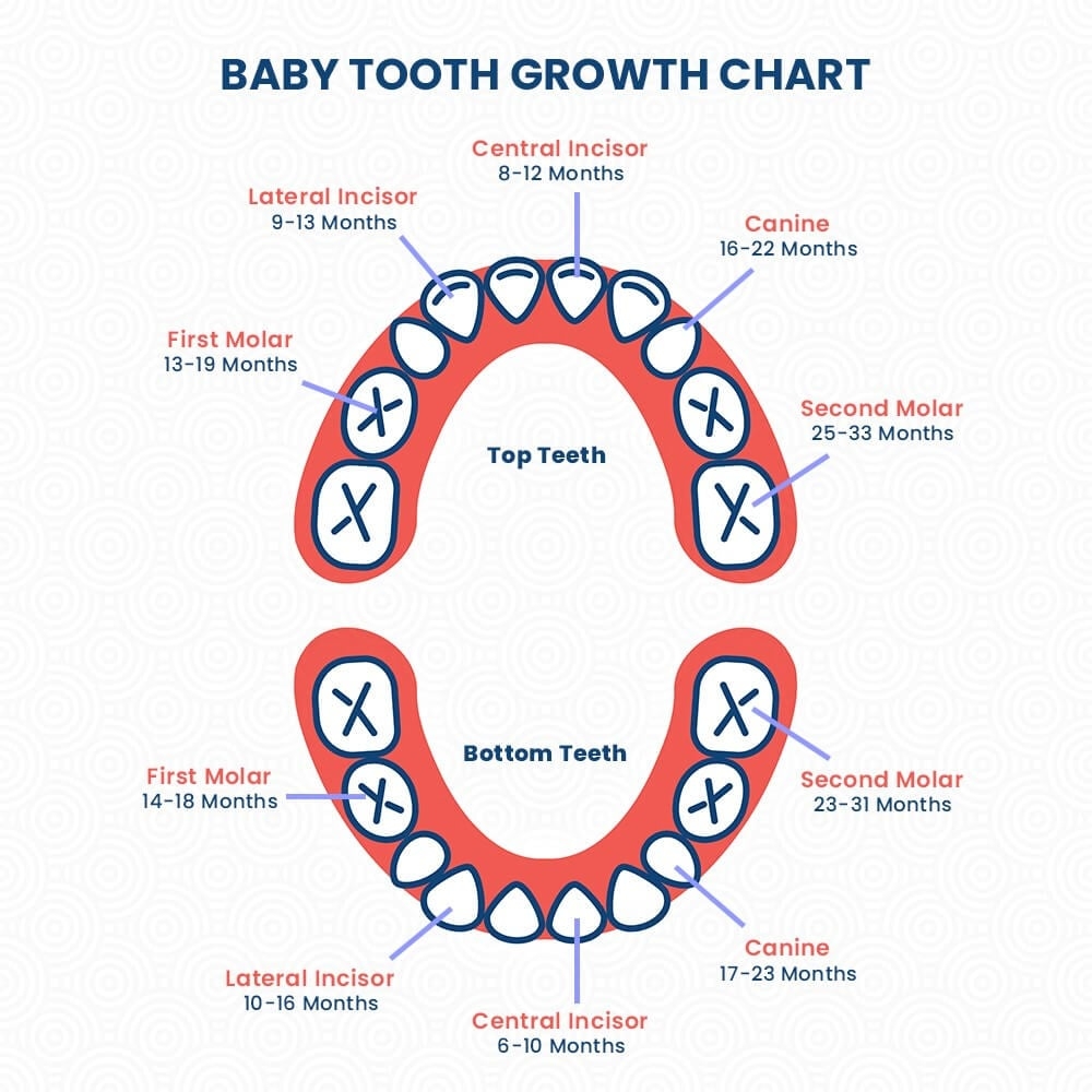 Baby S Teeth Chart Essential Guide Rodeo Dental Baby S Teeth Chart Essential Guide Rodeo Dental