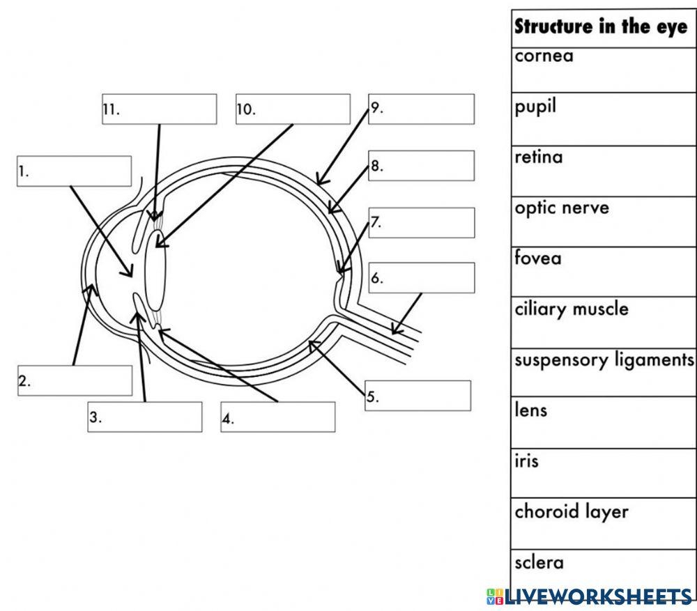 Basic Eye Anatomy Worksheet Worksheets Library