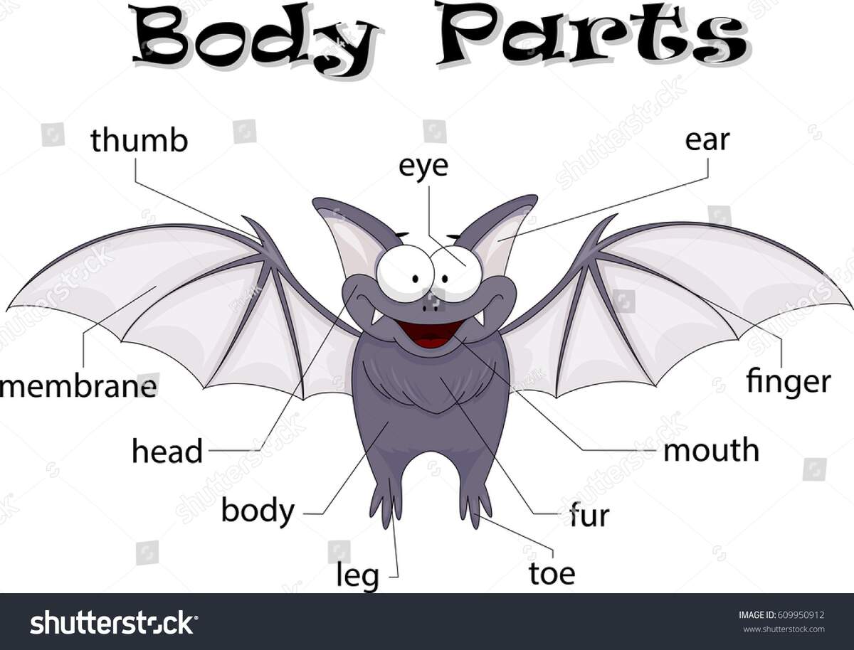 Bat Body Parts Animal Anatomy English Stock Illustration 609950912 Shutterstock Bat Body Parts Animal Anatomy English Stock Illustration 609950912 Shutterstock