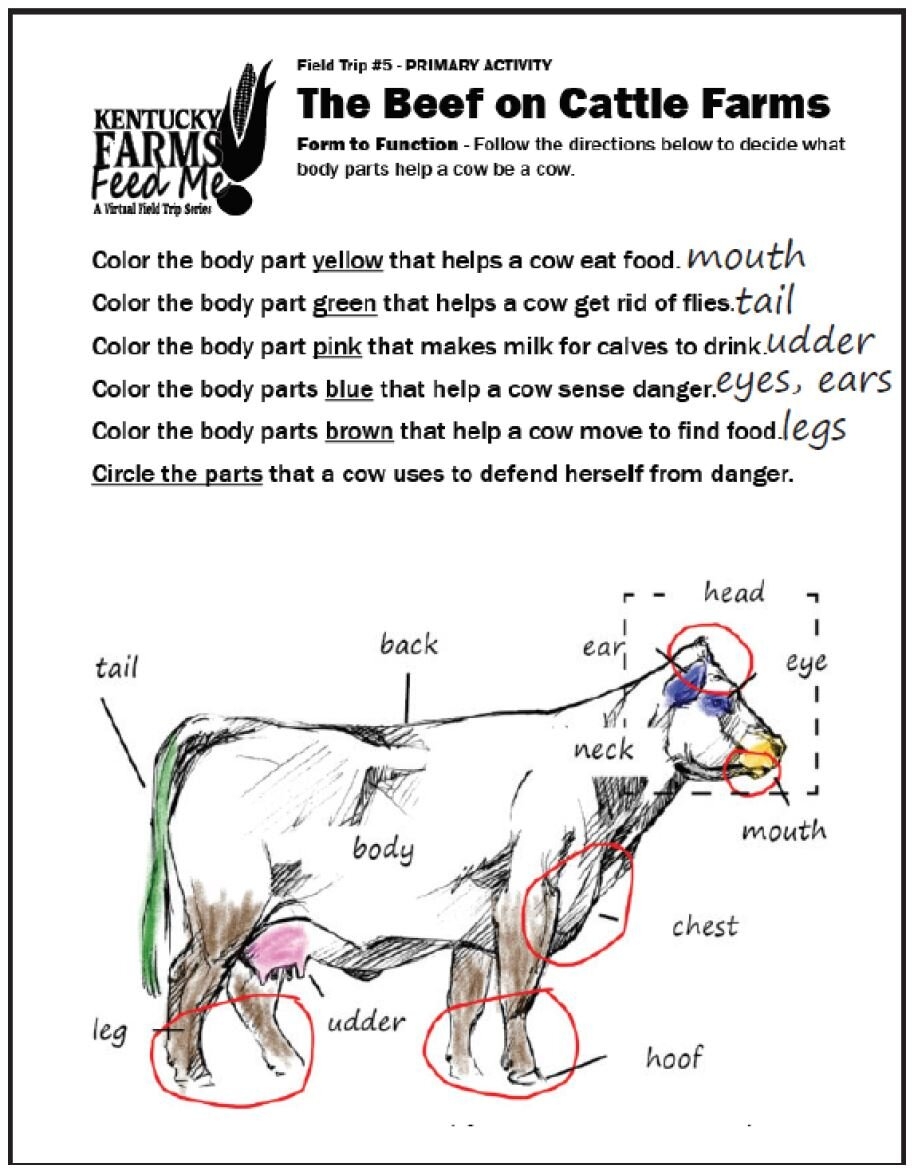 Beef Cattle Structures Needs And Habitats TeachKyAg