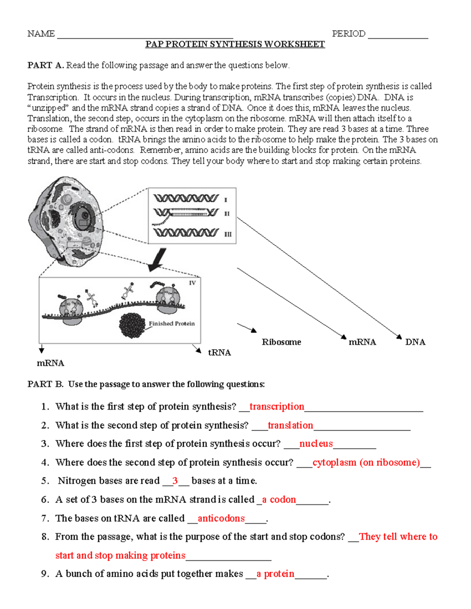 Free Protein Synthesis Worksheet Download Free Protein Synthesis Worksheet Png Images Free Worksheets On Clipart Library