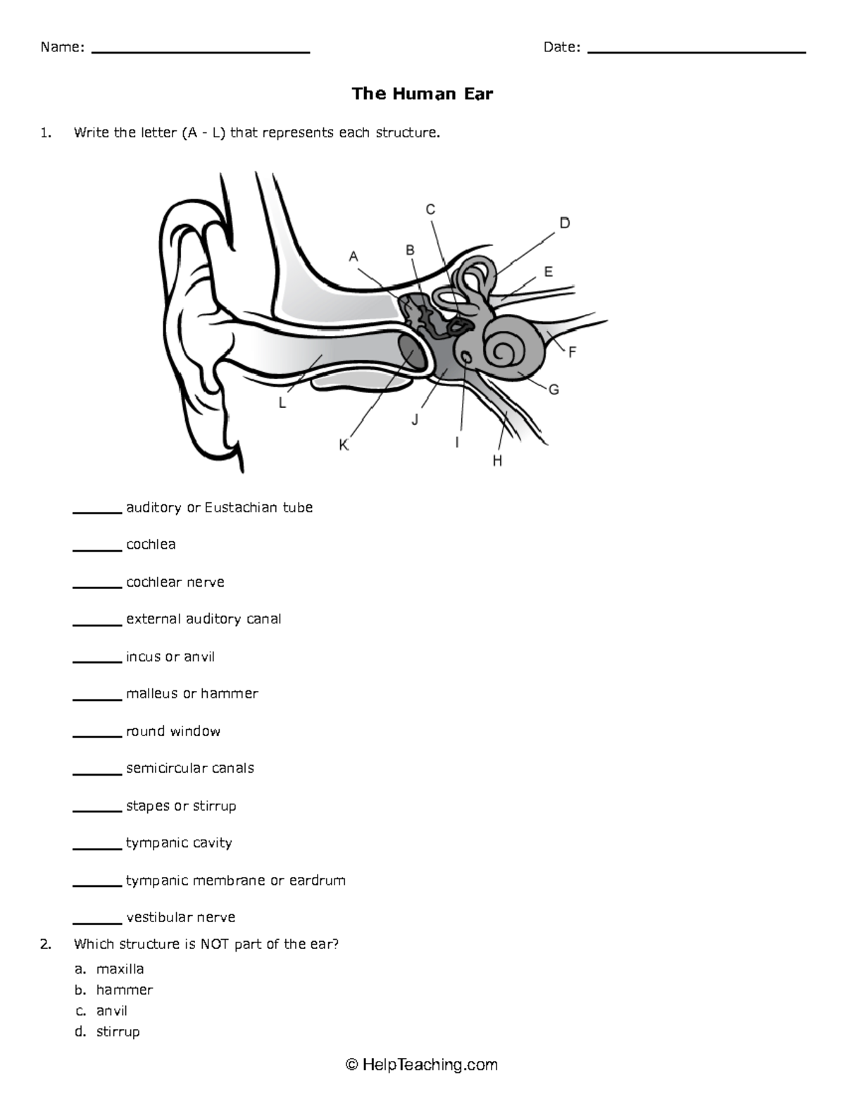 BIO101 The Human Ear Answer Key For Structures And Functions Studocu