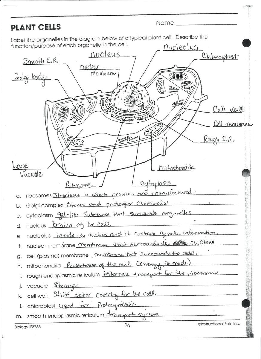 Biology Meiosis Sequence Cut Paste Worksheet Bilingual Marketplace Worksheets Library Unit Three 0871 Biology