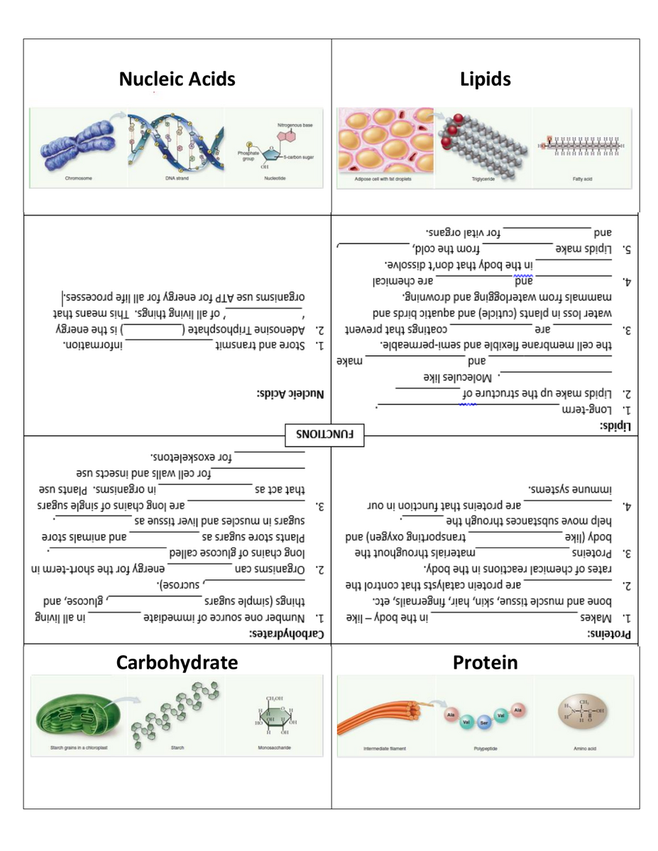 Teaching Macromolecules In Biology The Trendy Science Teacher