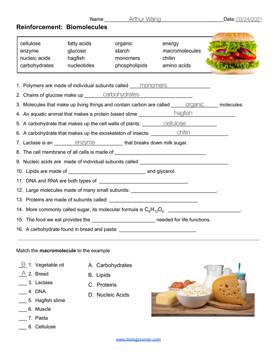 Biomolecules Worksheet Reinforcement Review Biomolecules Worksheet Reinforcement Review