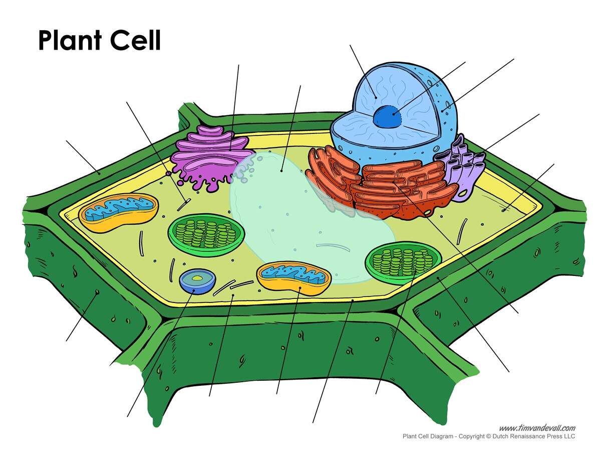 Blank Plant Cell Diagram Tim S Printables