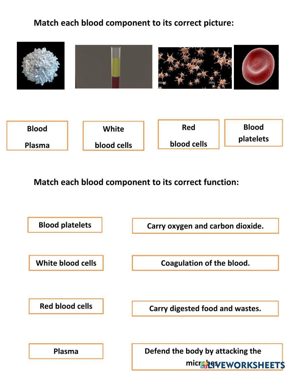 Blood Components Interactive Worksheet Worksheets Library