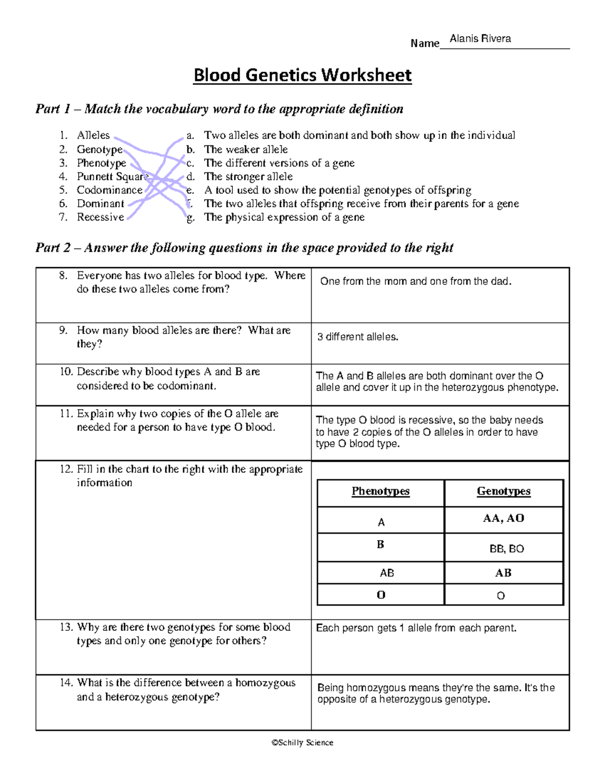 Blood Genetics Worksheet Concepts And Questions Guide Studocu