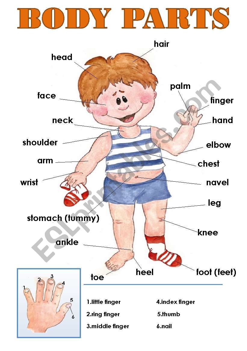 BODY PARTS CLASSROOM POSTER ESL Worksheet By Svetamarik Svetlana BODY PARTS CLASSROOM POSTER ESL Worksheet By Svetamarik Svetlana