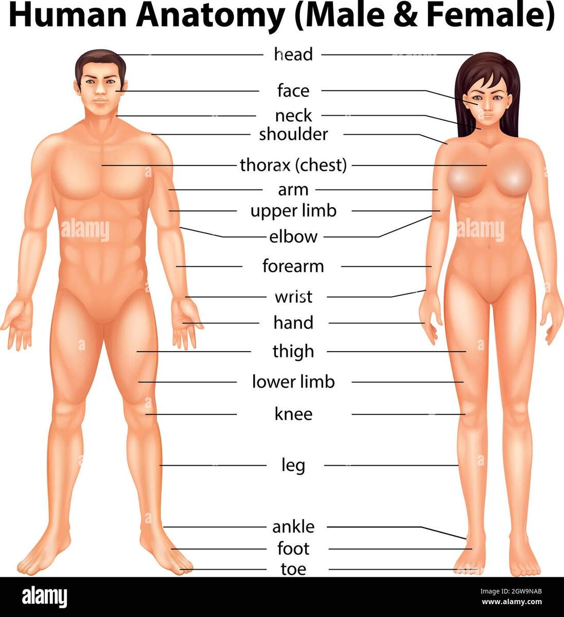 Body Parts Cut Out Stock Images Pictures Alamy Parts Of The Body Worksheets For Kids Chalkboard