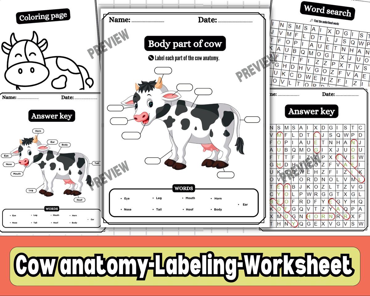 Body Parts Of A Cow Cow Anatomy Labeling Diagram WordSearch Coloring Farm Animal Science Activity Teaching Resources Body Parts Of A Cow Cow Anatomy Labeling Diagram WordSearch Coloring Farm Animal Science Activity Teaching Resources