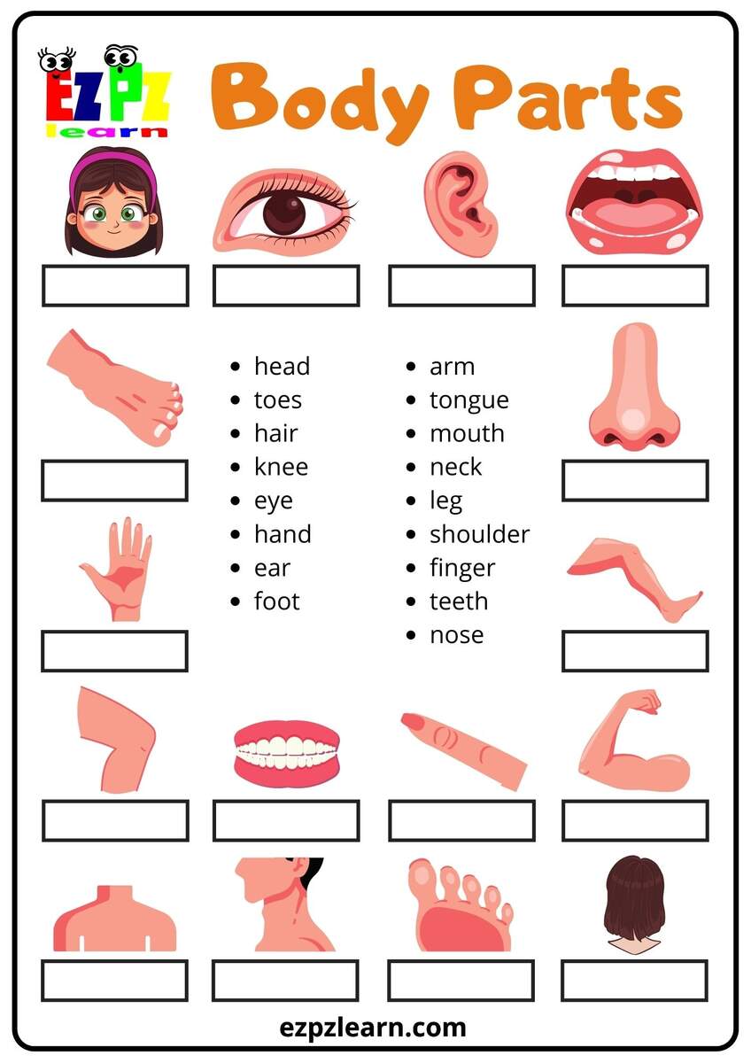 Body Parts Word Match Ezpzlearn