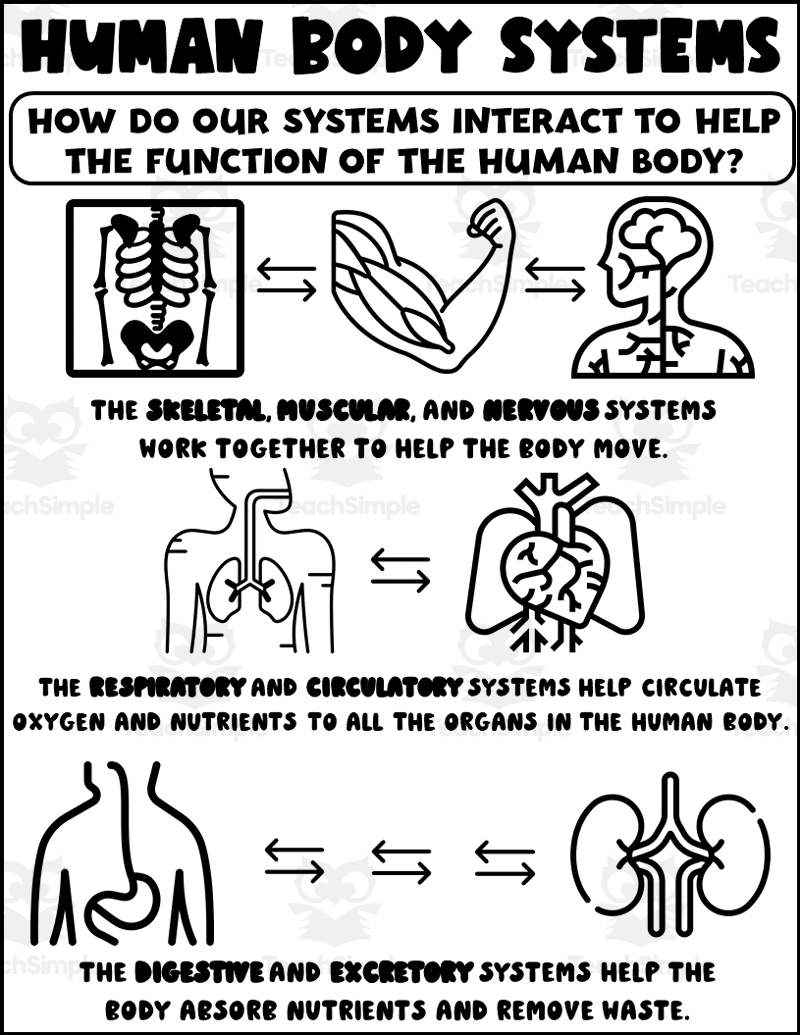 Body Systems Interactions Printable By Teach Simple