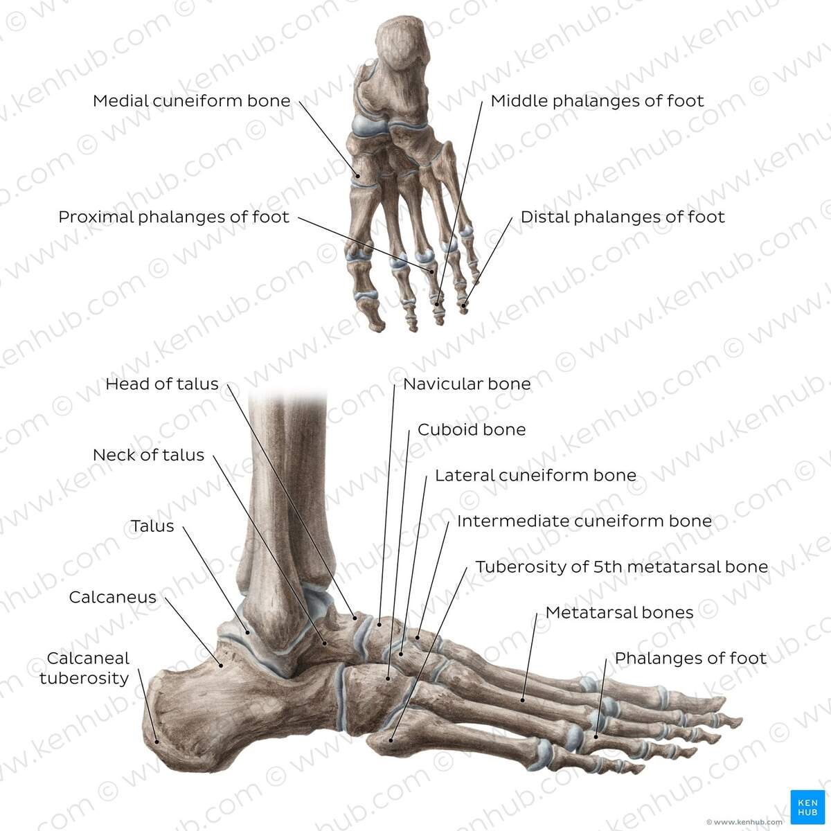 Bones Of The Foot Quizzes And Labeled Diagrams Kenhub