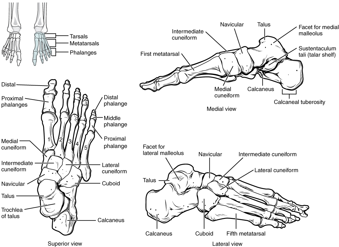 Bones Of The Lower Limb Anatomy Physiology
