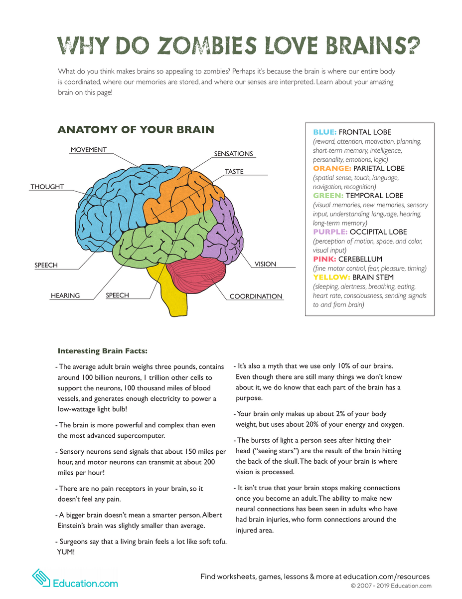 Brain Anatomy Function Educational Resource