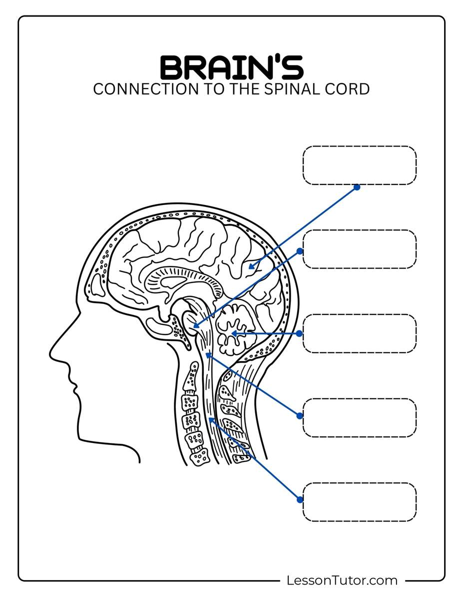 Brain Labeling Worksheets Lesson Tutor