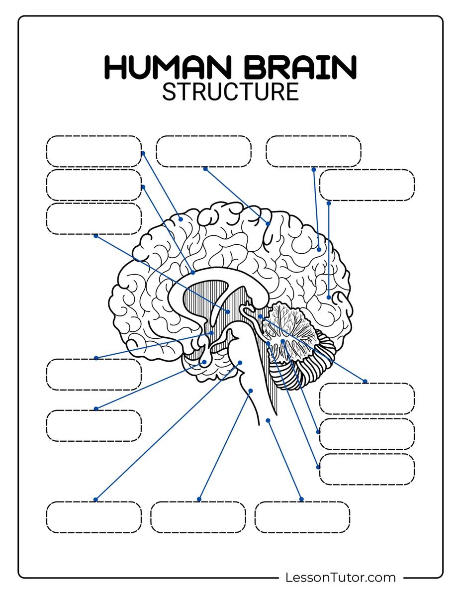Brain Labeling Worksheets Lesson Tutor The Brain Anatomy Free Worksheet For Kids SKOOLGO