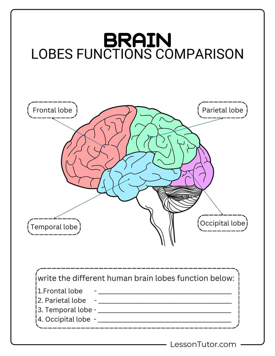 Brain Labeling Worksheets Lesson Tutor Brain Labeling Worksheets Lesson Tutor