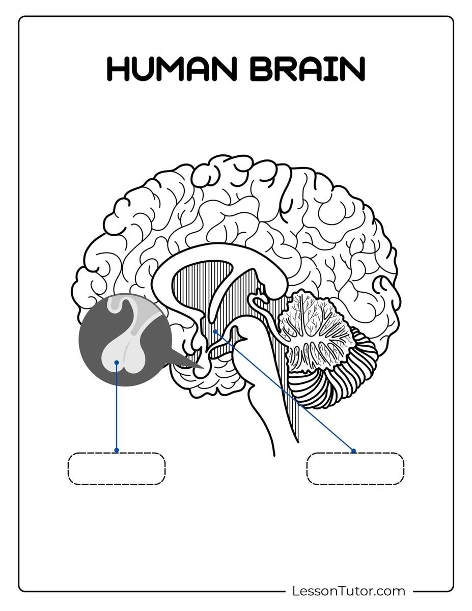 Brain Labeling Worksheets Lesson Tutor Brain Labeling Worksheets Lesson Tutor