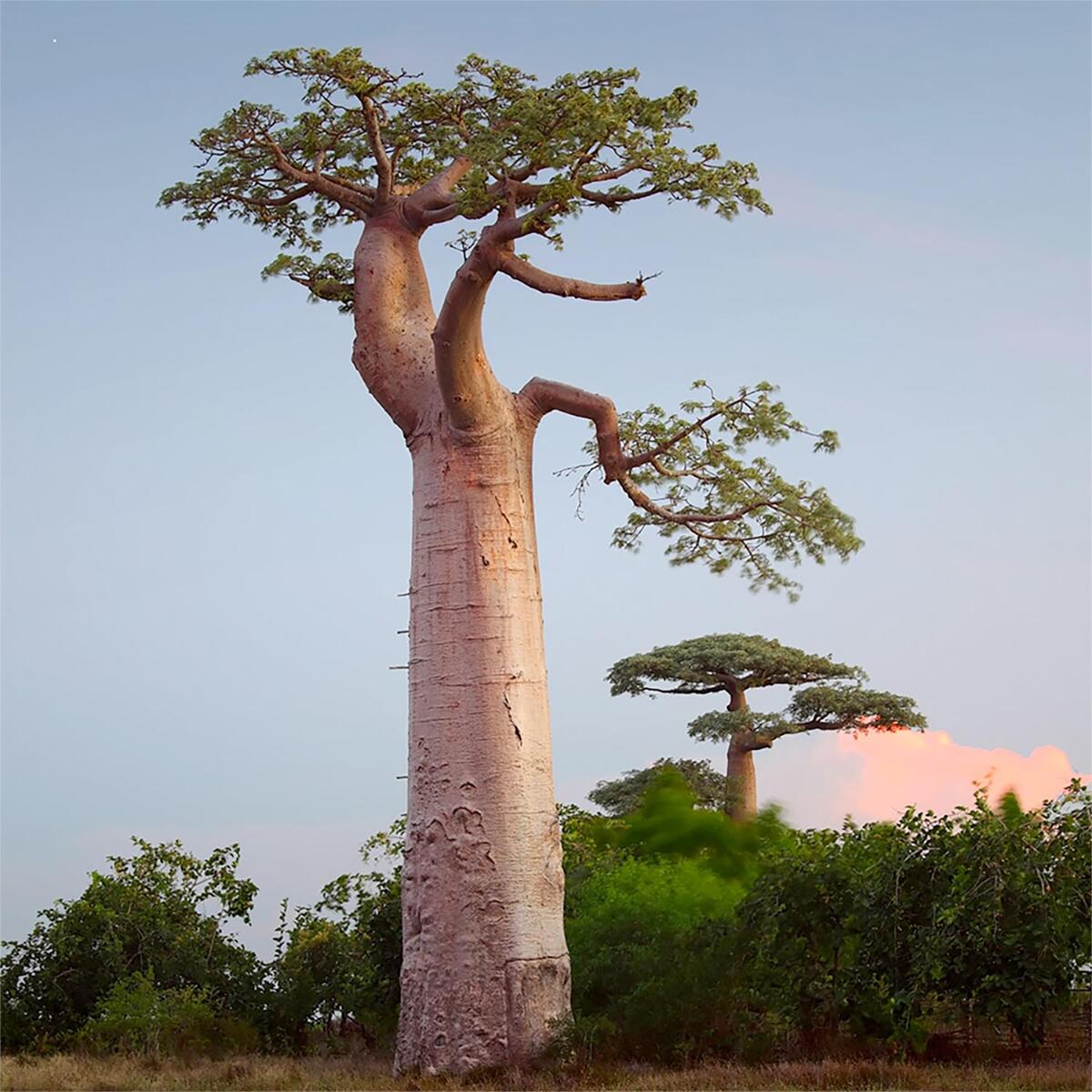 Buy Organic Baobab Seed Oil FNWL Buy Organic Baobab Seed Oil FNWL