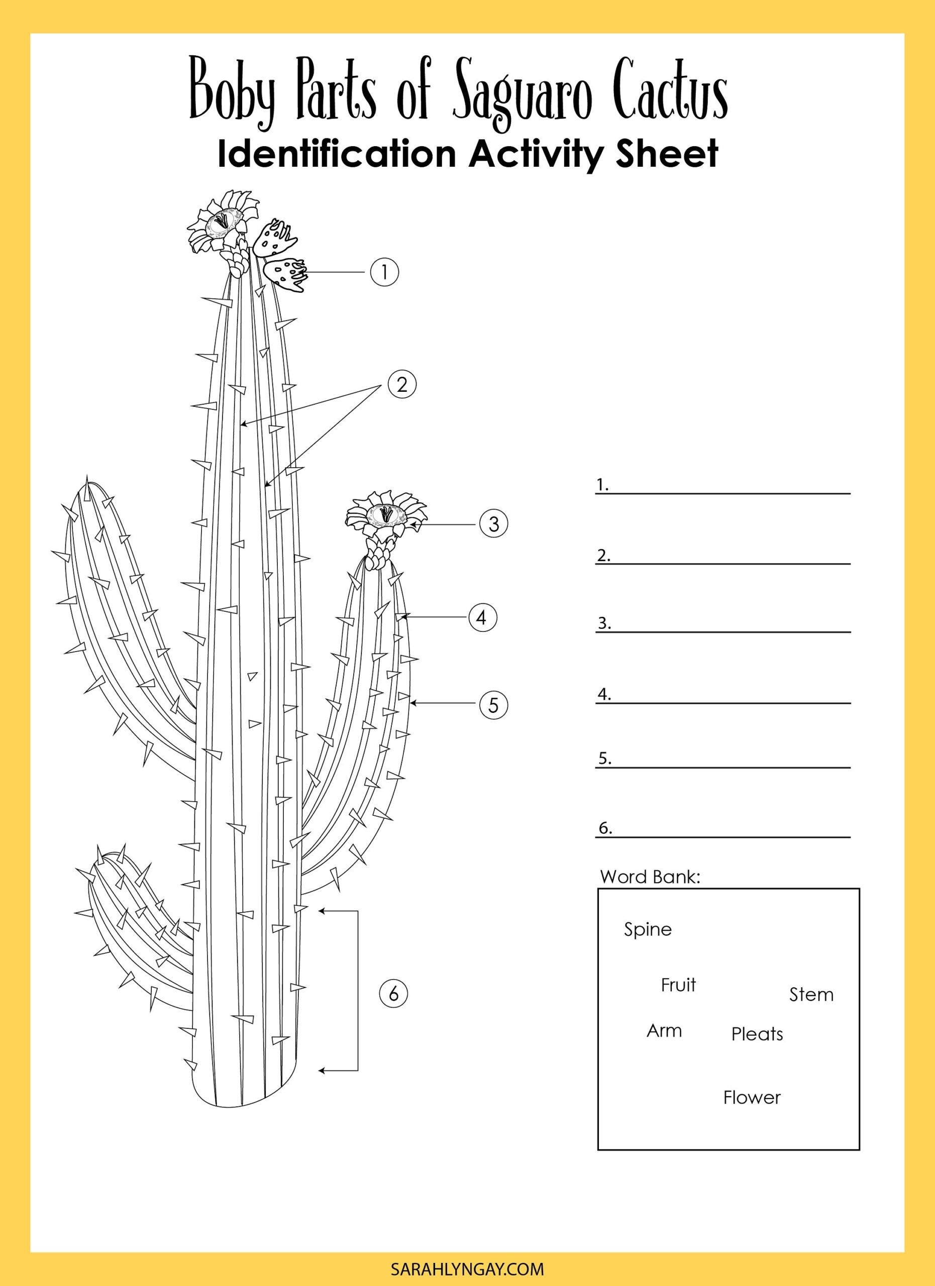 Cactus Saguaro Cactus Instant Download STEM Workbook Digital Download Kid S Workbook STEM Etsy Illustrated Anatomy Of A Cactus Fine Art Print Plain Paper Laminated Or Framed Multiple Sizes Available Etsy Israel
