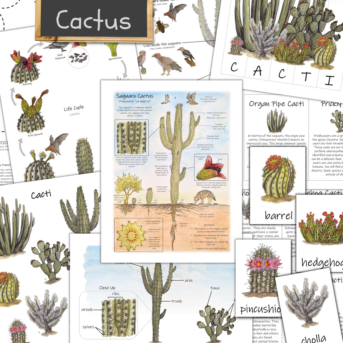 Cactus Unit Study A Desert Themed Nature Study Cactus Unit Study A Desert Themed Nature Study