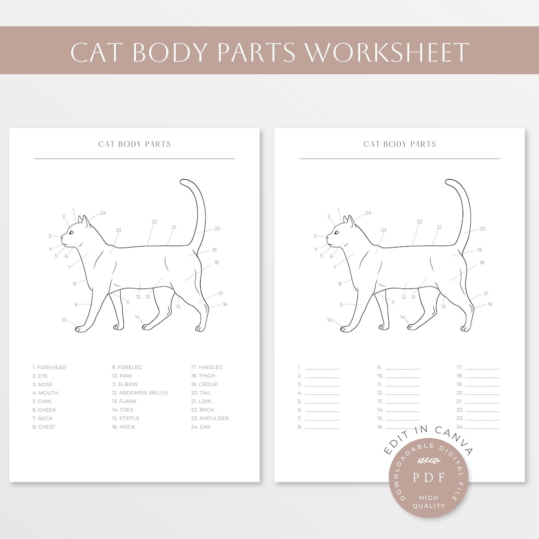 Cat Body Parts Cat Anatomy Feline Worksheet Cat Body Worksheet Parts Of A Cat Feline Cat Body Line Art Vet Tech Printables Etsy