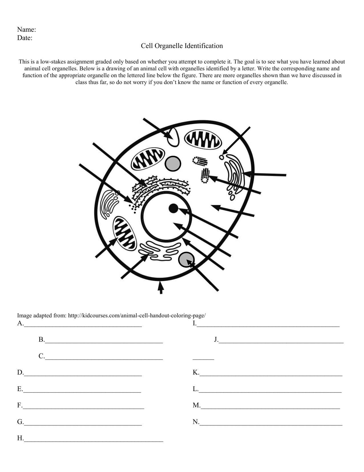Cell Organelle Identification Worksheet Cell Organelle Identification Worksheet