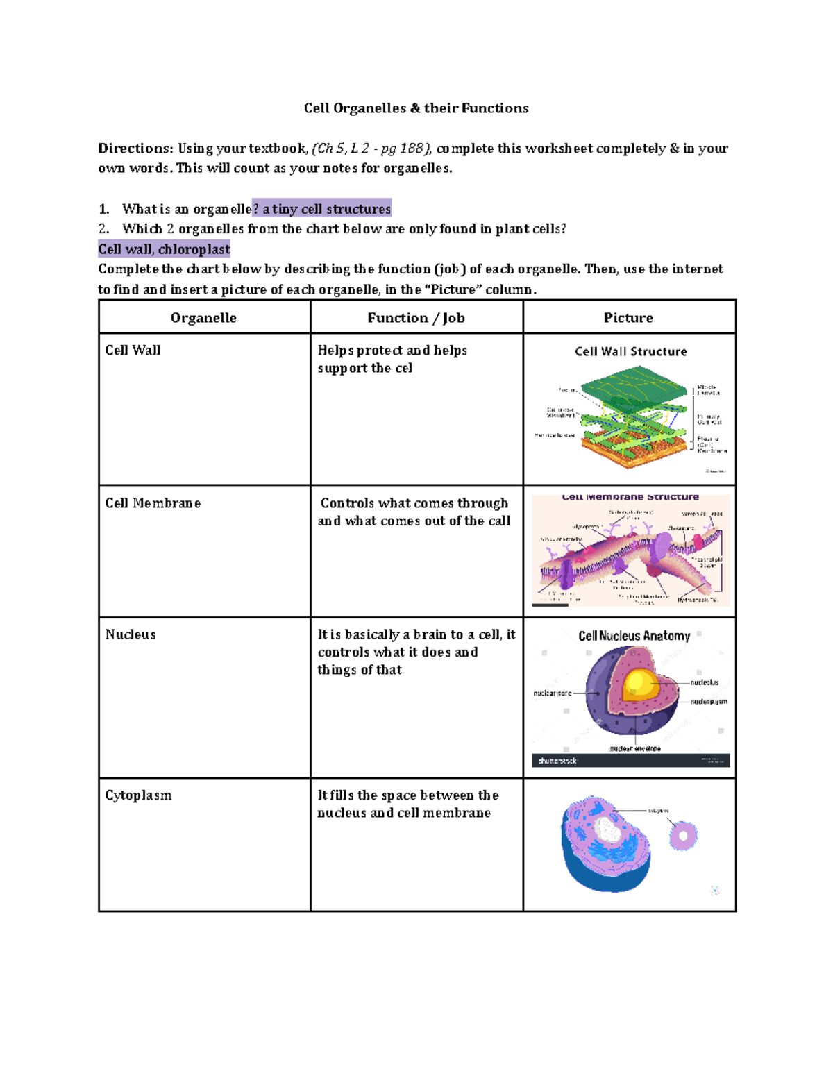 Cell Organelles Functions Descriptions Ch 5 L 2 Studocu