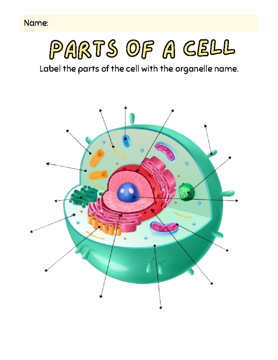 Cell Organelles Matching Worksheets Biology 101 Studocu