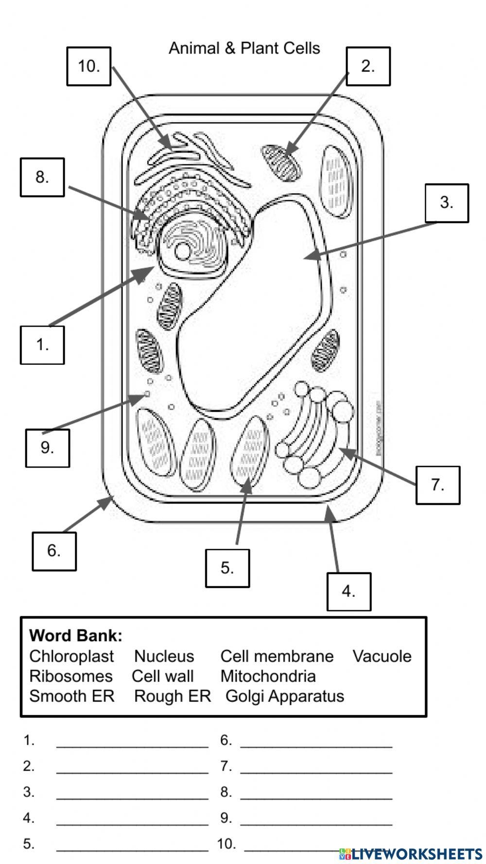 Cell Organelles Plant Cell Worksheet Worksheets Library Cell Organelles Plant Cell Worksheet Worksheets Library