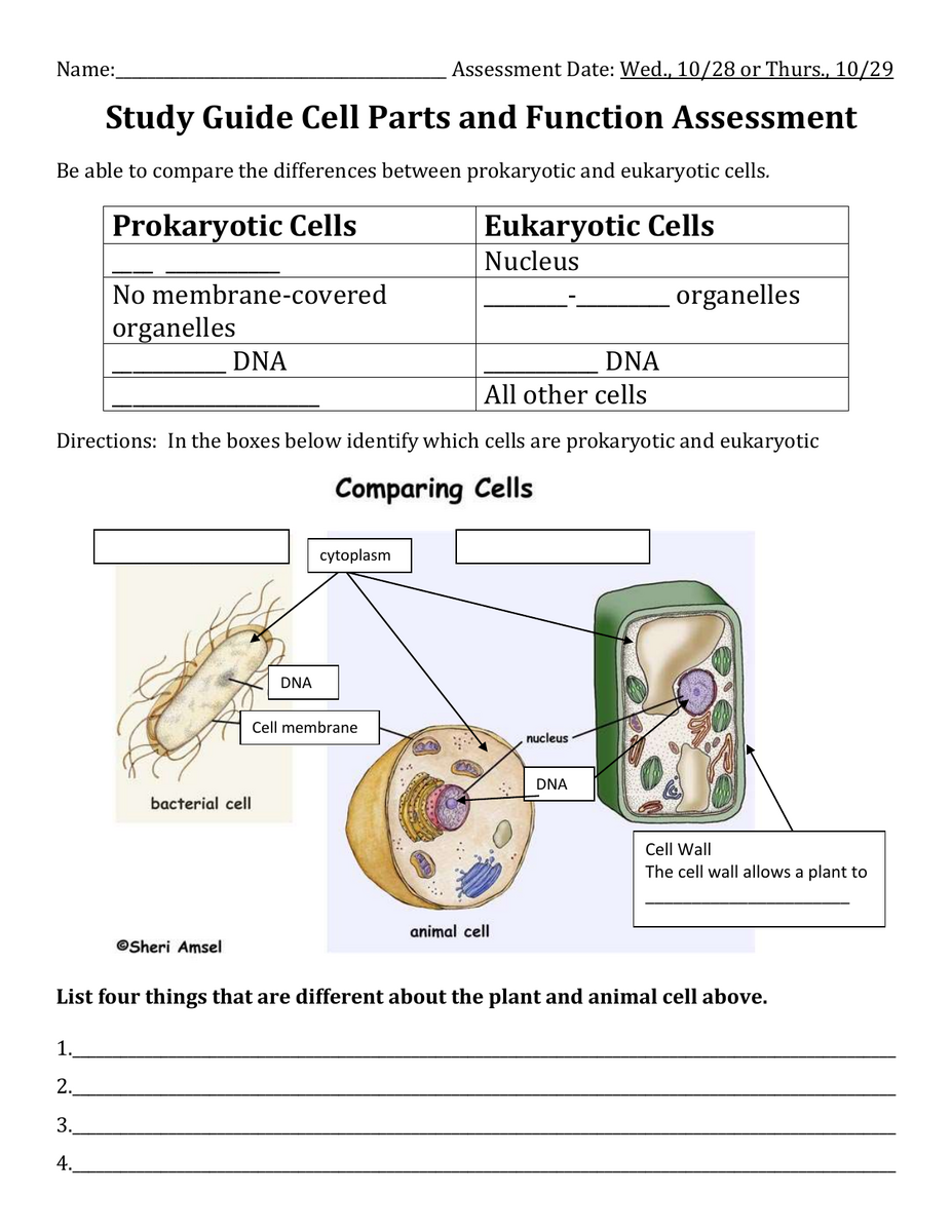 Cell Parts Functions Study Guide Prokaryotic Vs Eukaryotic Cell Parts Functions Study Guide Prokaryotic Vs Eukaryotic