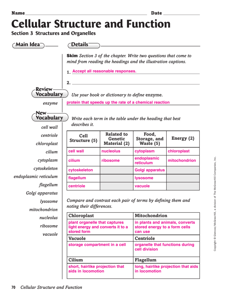 Cell Structure Function Worksheet Organelles Cytoplasm