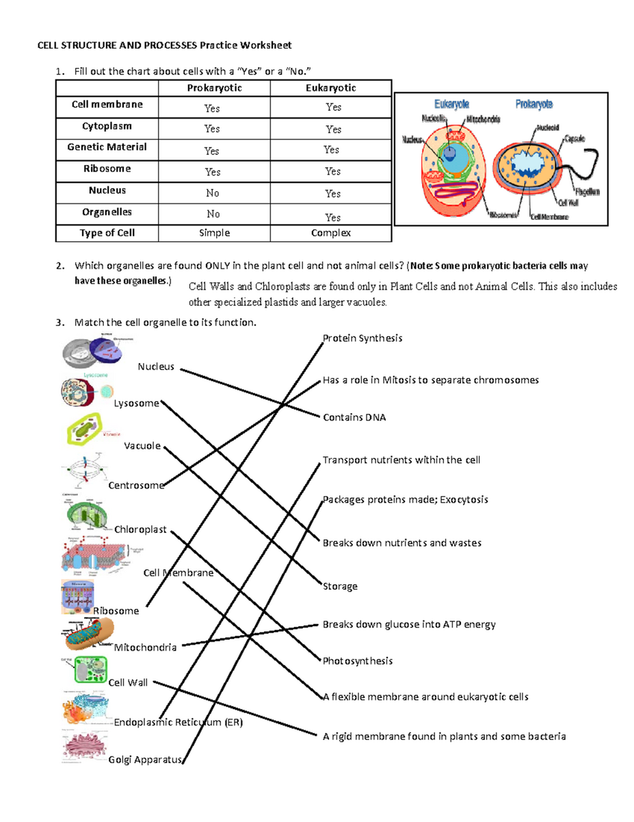 Printable Cell Structure And Function Worksheets Download