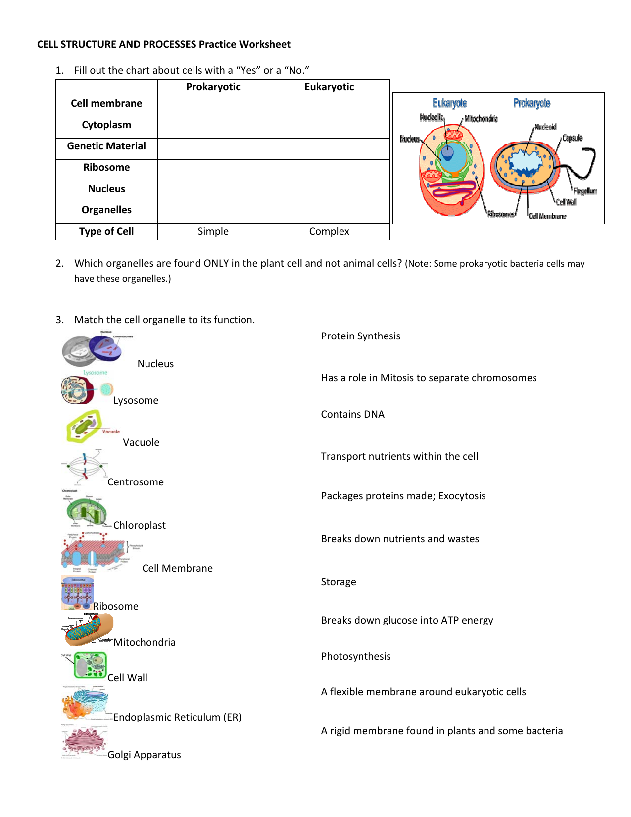 Cell Structure Processes Worksheet Biology Practice