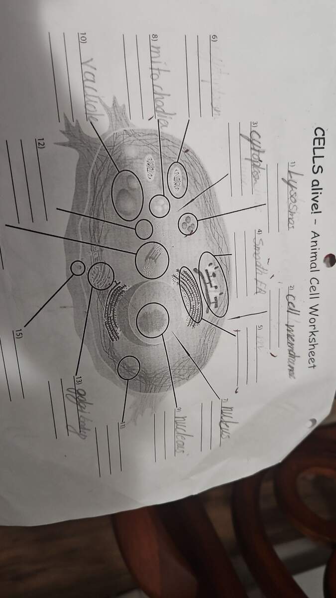 CELLS Alive Animal Cell Worksheet