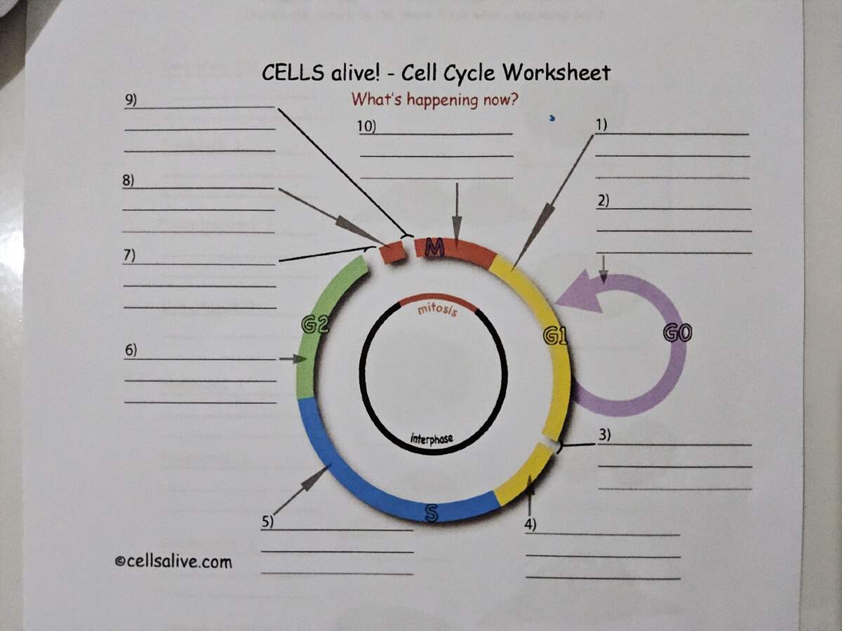 CELLS Alive Cell Cycle Worksheet Solved CELLS Alive Meiosis Phase Worksheet Match The Chegg Worksheets Library