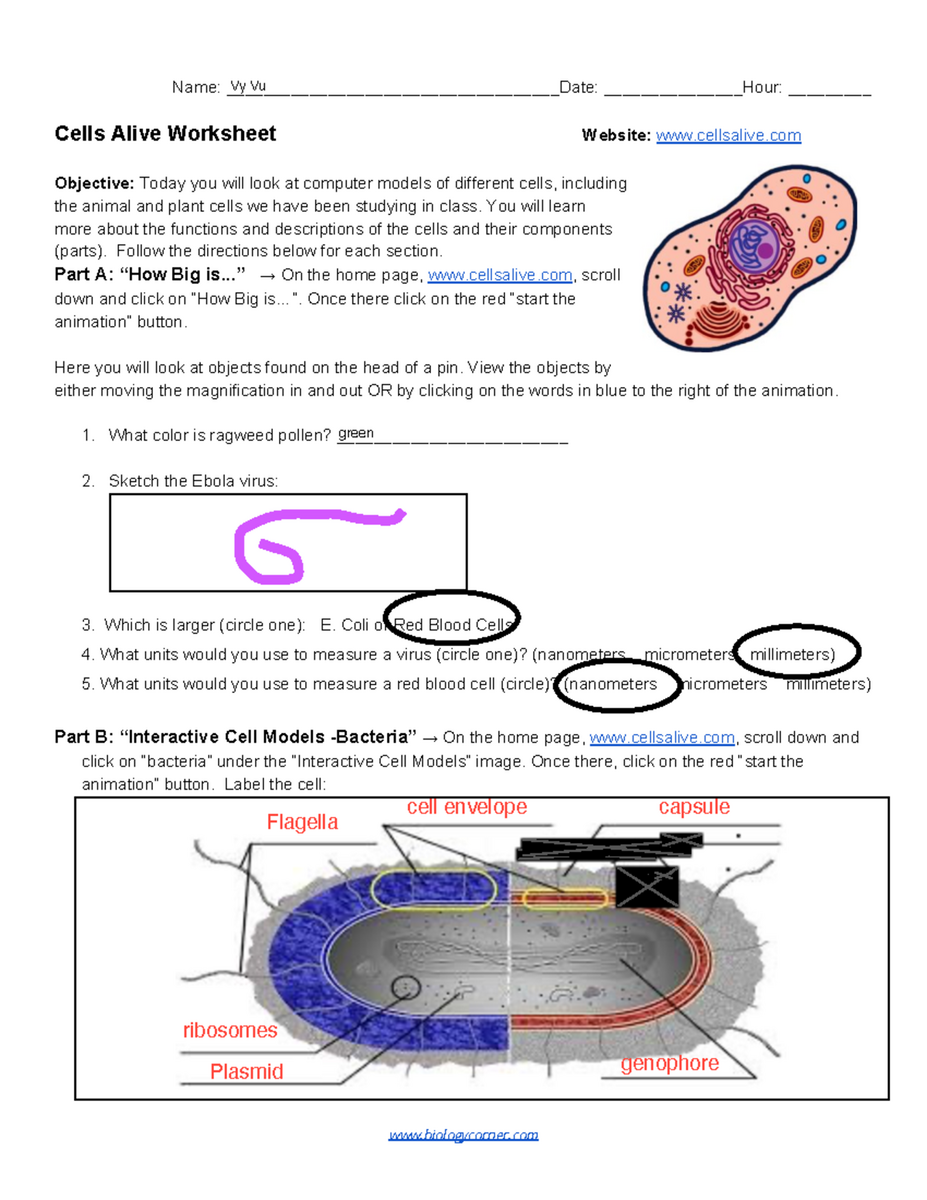Cells Alive Worksheet Exploring Animal And Plant Cells Studocu