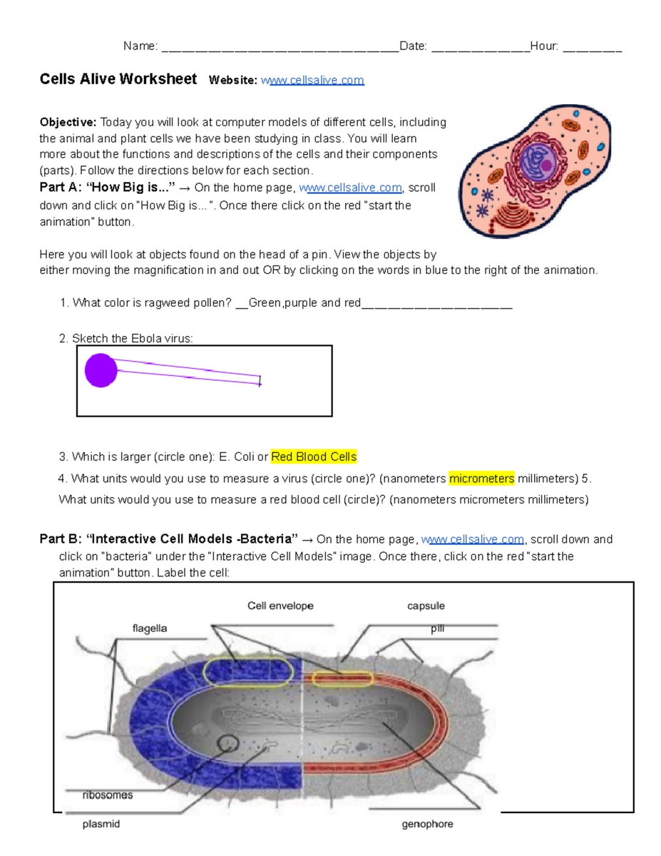 Cells Alive Worksheet Exploring Animal And Plant Cells Studocu Cells Alive Worksheet Exploring Animal And Plant Cells Studocu