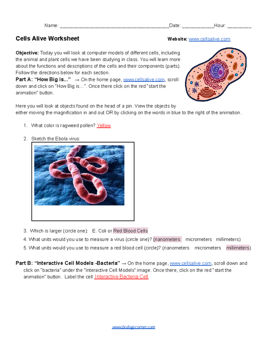 Cells Alive Worksheet Interactive Models Of Animal Plant Cells Studocu Cells Alive Worksheet Interactive Models Of Animal Plant Cells Studocu