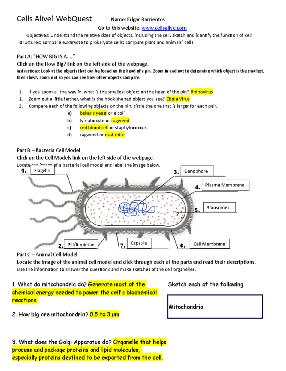 Cells And Their Structures Understanding Eukaryotes Vs Prokaryotes Studocu Cells And Their Structures Understanding Eukaryotes Vs Prokaryotes Studocu